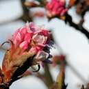 Image de Viburnum farreri W. T. Stearn