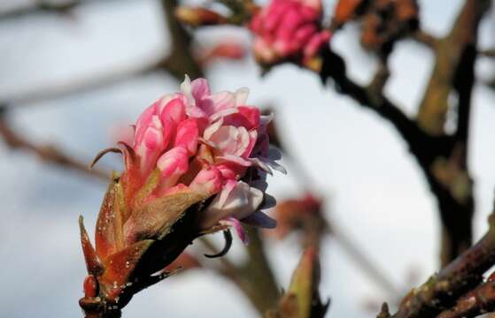 Image de Viburnum farreri W. T. Stearn