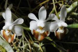 Sivun Phalaenopsis lobbii (Rchb. fil.) H. R. Sweet kuva