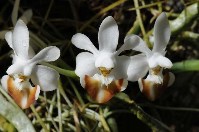 Image of Phalaenopsis lobbii (Rchb. fil.) H. R. Sweet