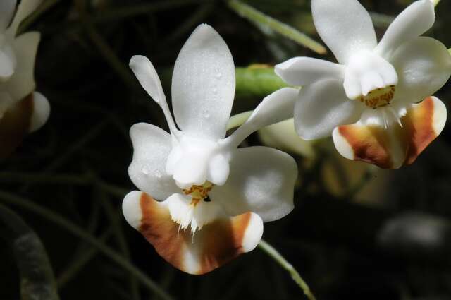 Image of Phalaenopsis lobbii (Rchb. fil.) H. R. Sweet