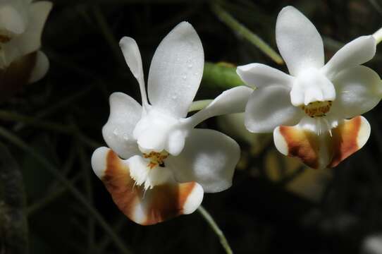 Image of Phalaenopsis lobbii (Rchb. fil.) H. R. Sweet