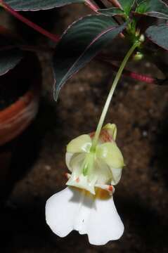 Image of Impatiens morsei Hook. fil.