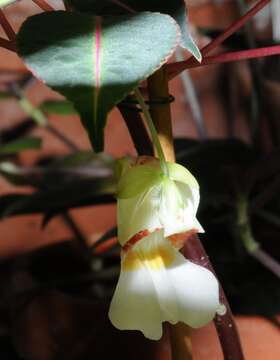 Image of Impatiens morsei Hook. fil.