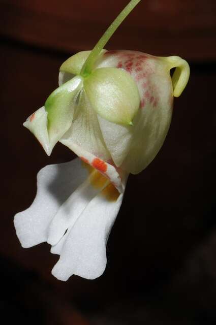 Image of Impatiens morsei Hook. fil.