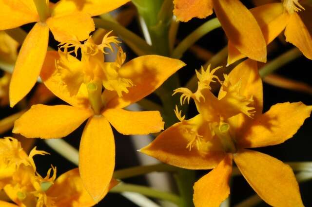 Image of Star orchids