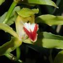 صورة Cymbidium lowianum (Rchb. fil.) Rchb. fil.