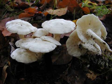 Imagem de Leucocybe