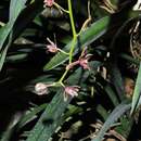 Image of Two-colored Cymbidium