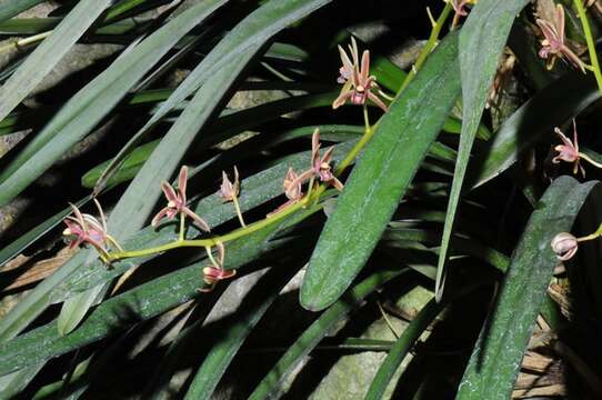 Image of Boat orchids