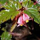 Image of Begonia scabrida A. DC.