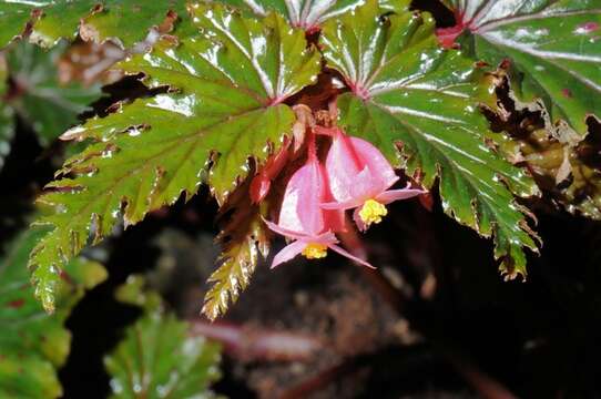 Image of Begonia scabrida A. DC.