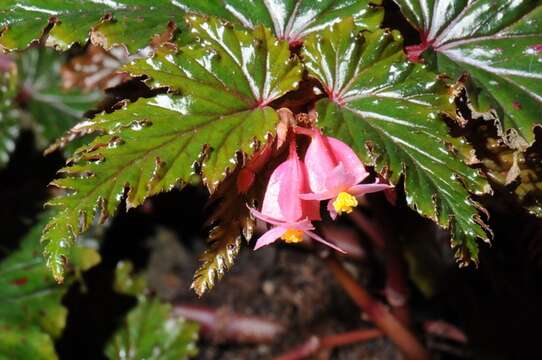 Image of Begonia scabrida A. DC.