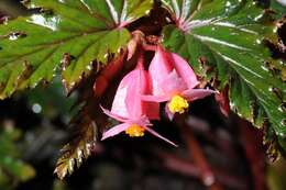 Image of Begonia scabrida A. DC.