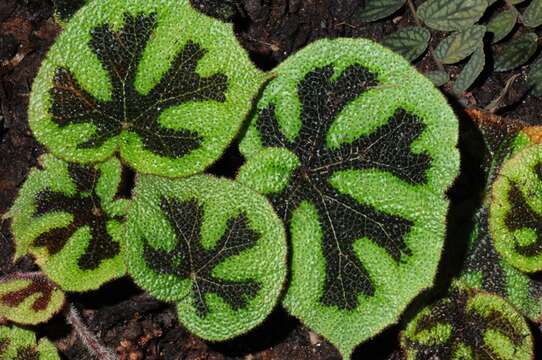 Image of Begonia masoniana Irmsch. ex Ziesenh.