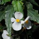 Image of Begonia cubensis Hassk.