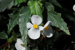 Imagem de Begonia cubensis Hassk.