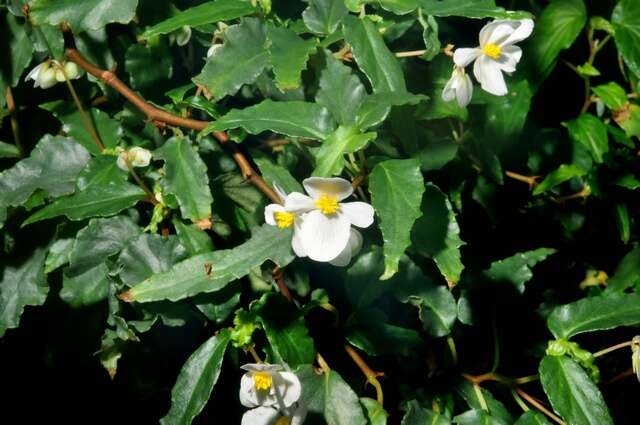 Image of Begonia cubensis Hassk.