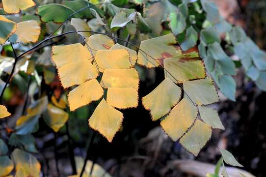 Adiantum seemannii Hook.的圖片