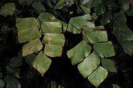 Adiantum seemannii Hook.的圖片