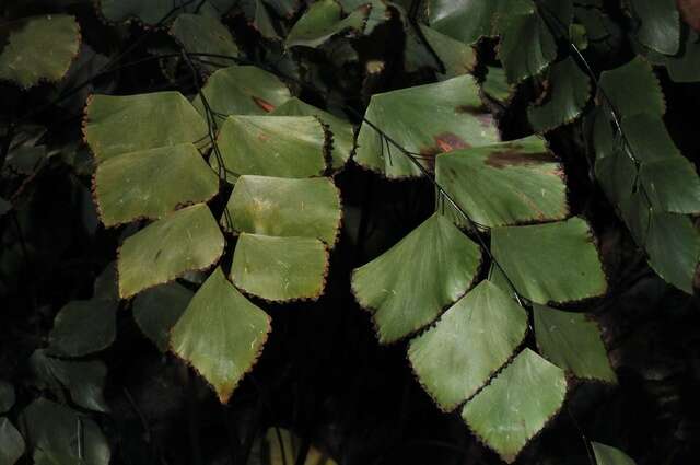 Imagem de Adiantum seemannii Hook.