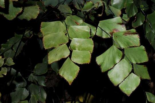 Image of Adiantum seemannii Hook.