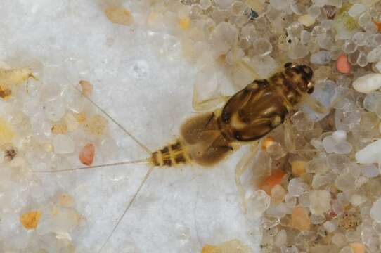 Image of small squaregilled mayflies