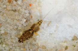 Image of Squaregill Mayflies