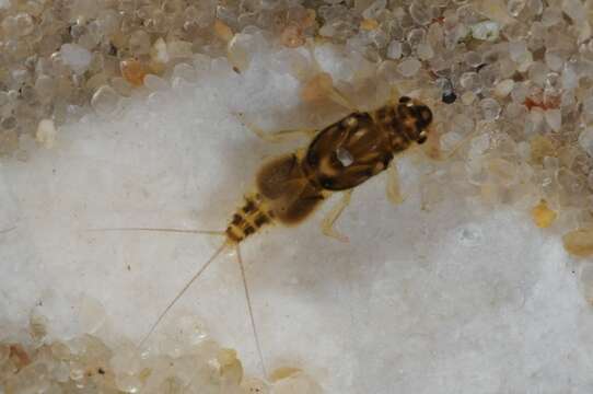 Image of small squaregilled mayflies