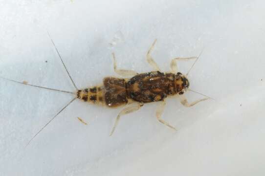 Image of small squaregilled mayflies