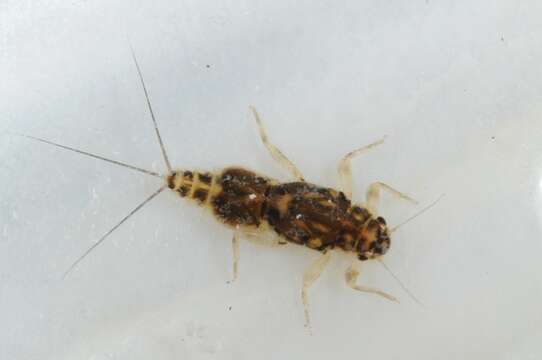 Image of small squaregilled mayflies