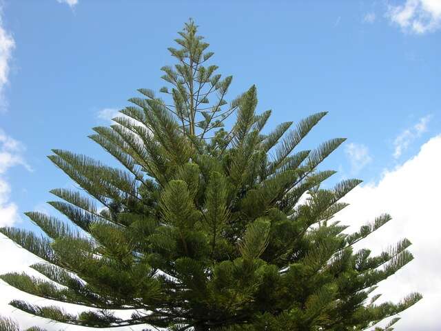 Image of Araucaria