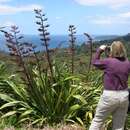 Image of New Zealand flax