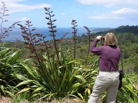 Image of phormium