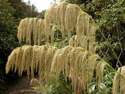 Sivun Chionochloa flavicans Zotov kuva