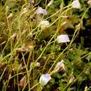 Imagem de Utricularia alpina Jacq.