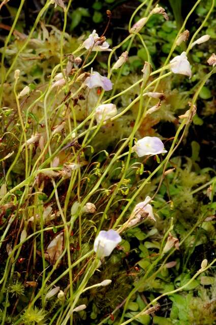 Image of Utricularia alpina Jacq.