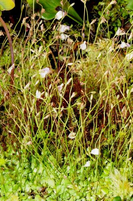 Plancia ëd Utricularia alpina Jacq.