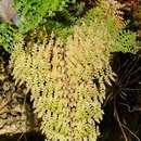 Image of Boston swordfern