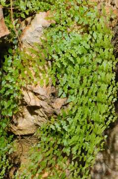 Image of Polypodiidae