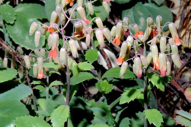 Image of Kalanchoe ×