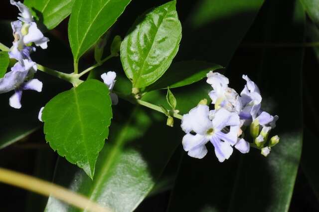 Duranta resmi