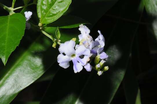 Duranta resmi