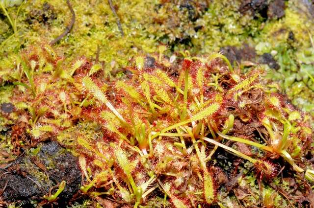 Imagem de Drosera