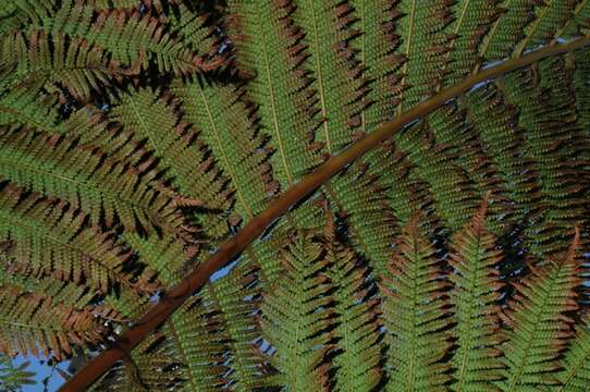 Image of tree fern