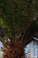 Image of tree fern