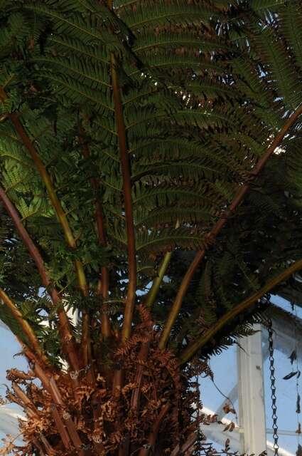 Image of tree fern