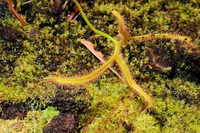 Imagem de Drosera