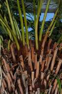 Image of Australian Tree Fern