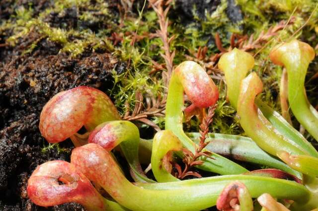 Image of California Pitcher Plant